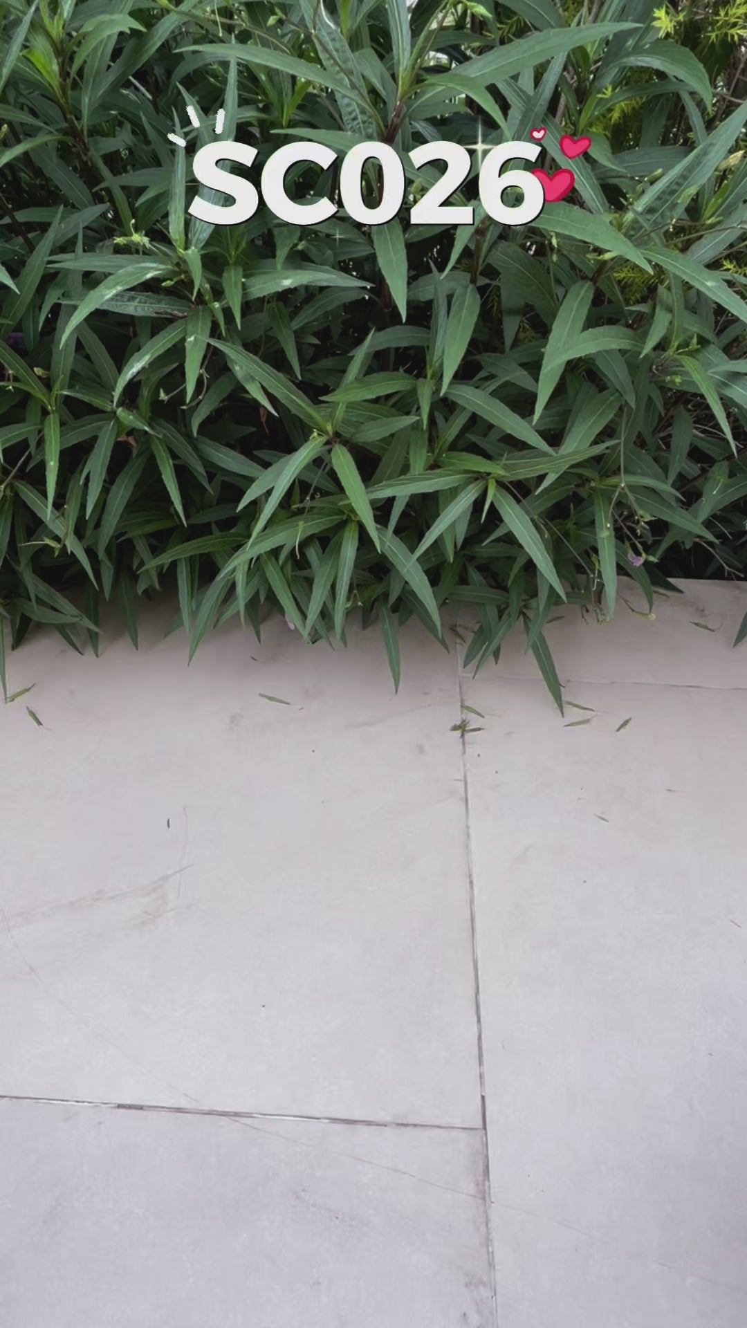 รองเท้าผ้าใบ รองเท้าผ้าใบสลิปออน รองเท้าผ้าใบสลิปออนผู้หญิงสีดำ สีชมพู ลายแมวสุดน่ารัก ใส่สบาย